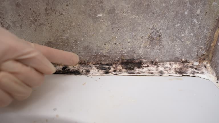 Professional Mold Removal in Conover, NC